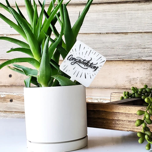 Snarky Plant Marker Stake - Congratulations