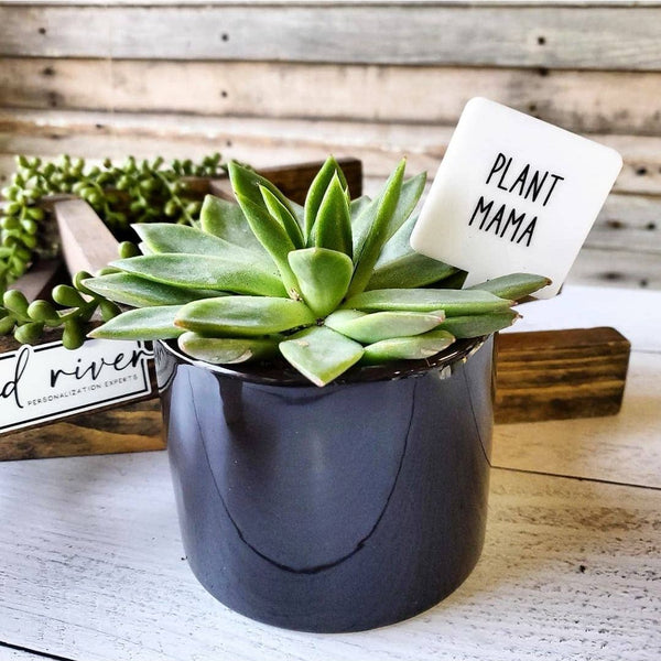 Snarky Plant Marker Stake -  Plant Mama