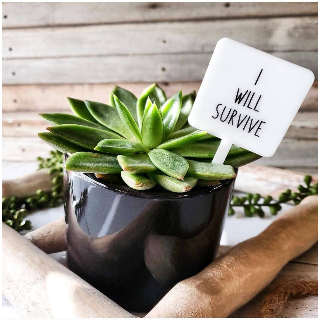 Snarky Plant Marker Stake -  I will survive - SLATE Boutique & Gifts